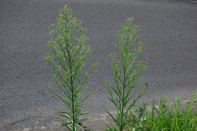 オオアレチノギク