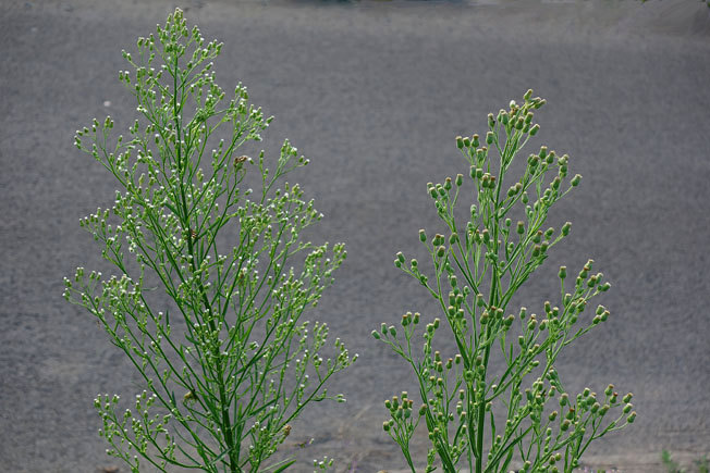 オオアレチノギク