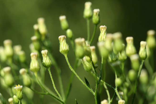 オオアレチノギク