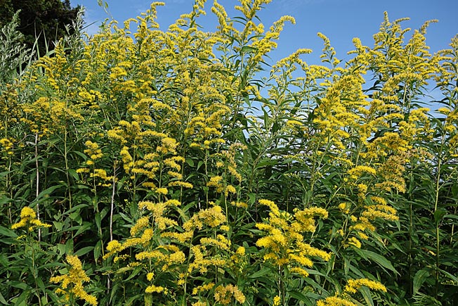 オオアワダチソウ