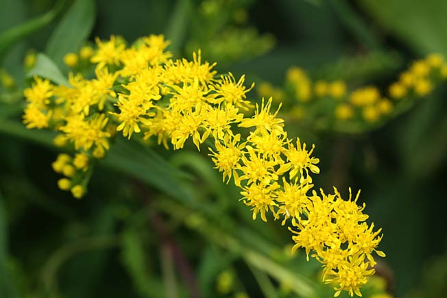 オオアワダチソウ