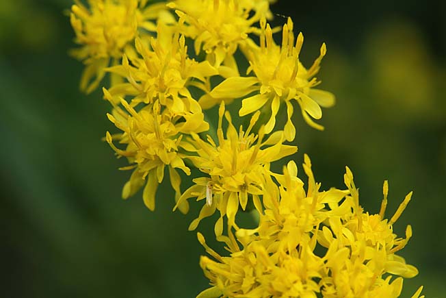 オオアワダチソウ