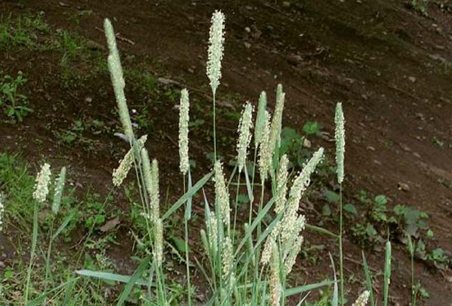 オオアワガエリ