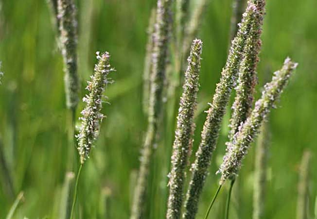 オオアワガエリ