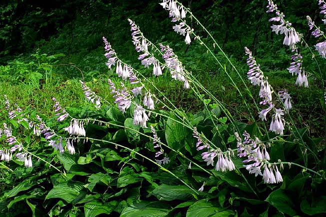 オオバギボウシ