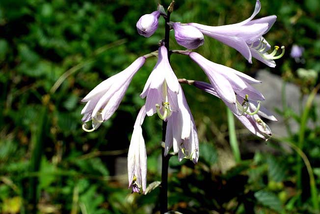 オオバギボウシ