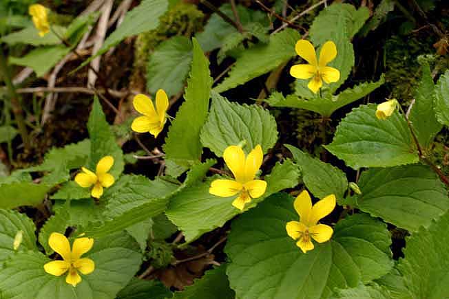 オオバキスミレ