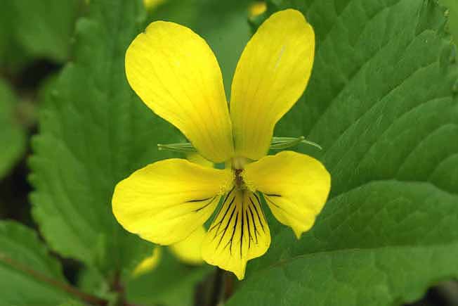 オオバキスミレ