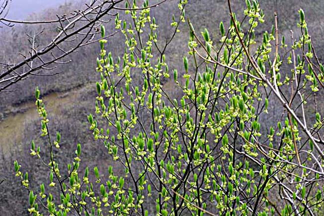 オオバクロモジ