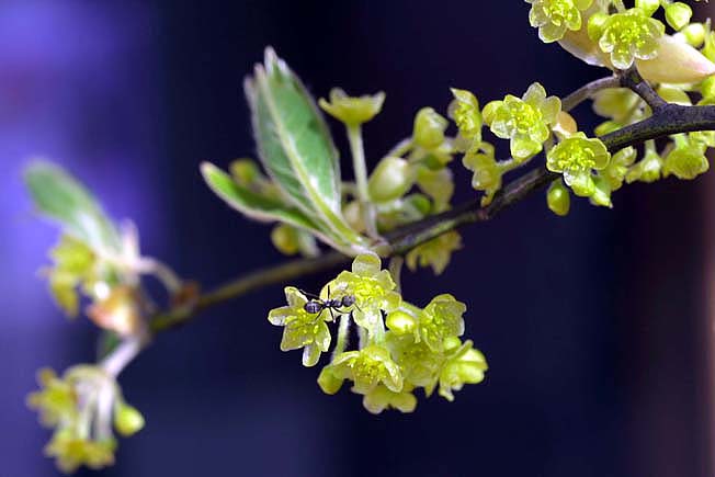 オオバクロモジ