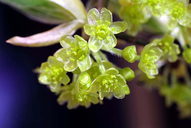 オオバクロモジ