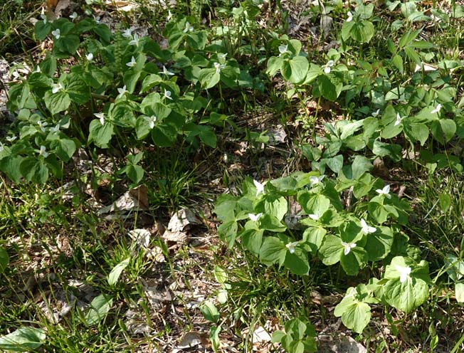 オオバナノエンレイソウ