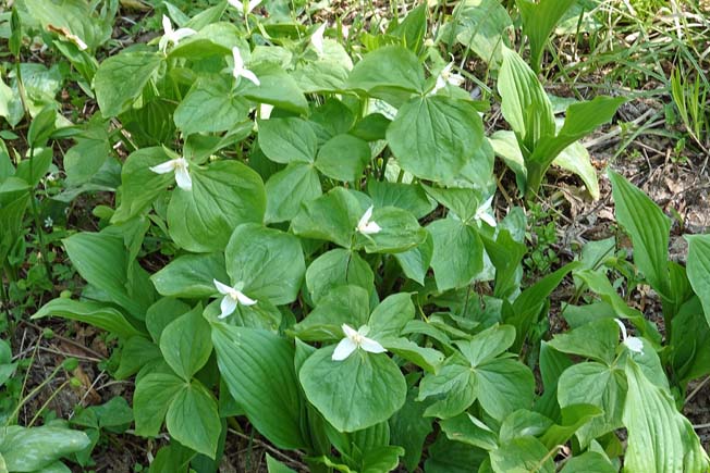 オオバナノエンレイソウ