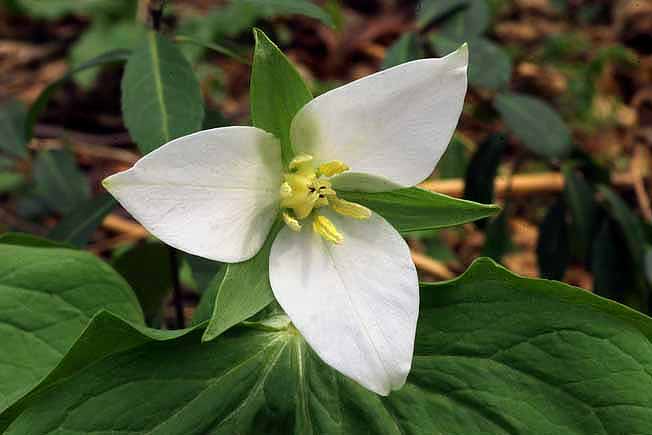 オオバナノエンレイソウ