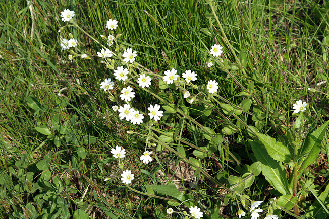 オオバナノミミナグサ