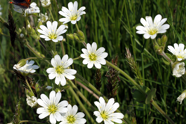 オオバナノミミナグサ