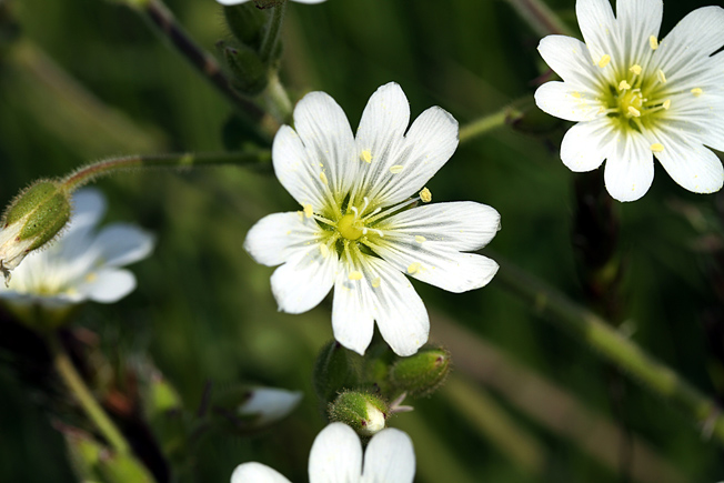 オオバナノミミナグサ