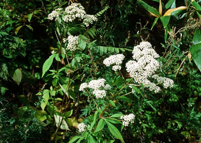 オオバセンキュウ