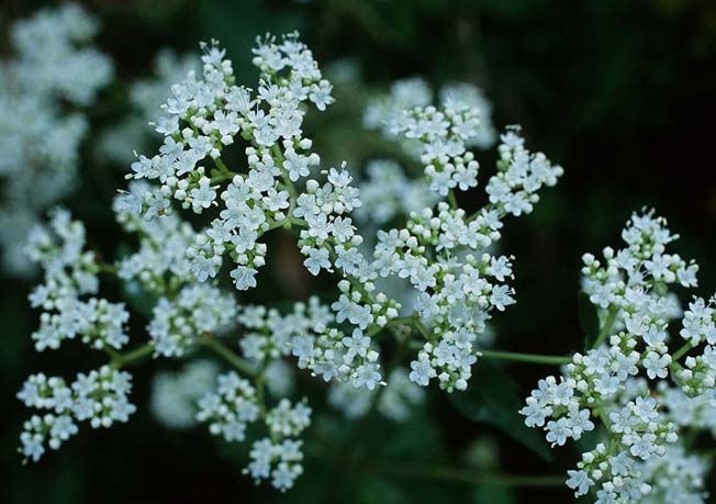 オオバセンキュウ