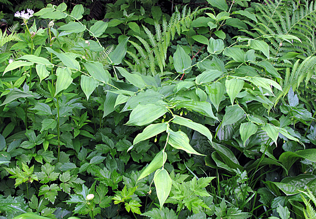 オオバタケシマラン