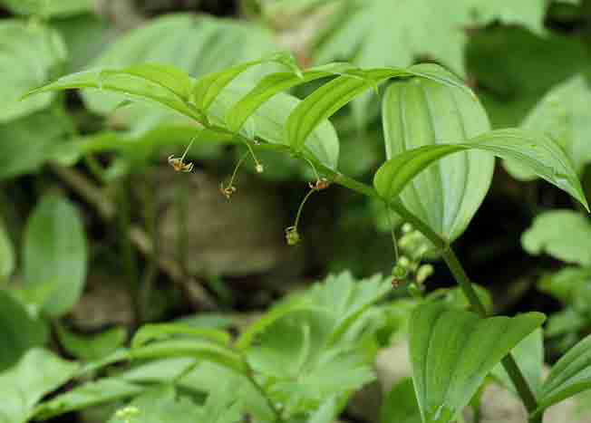 オオバタケシマラン