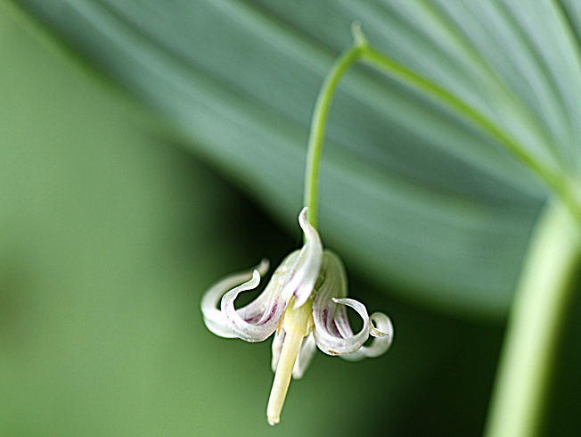 オオバタケシマラン