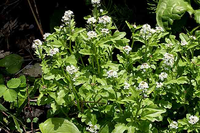 オオバタネツケバナ