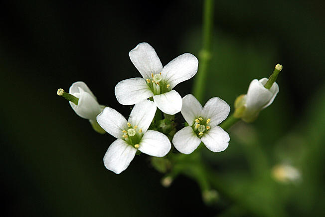 オオバタネツケバナ