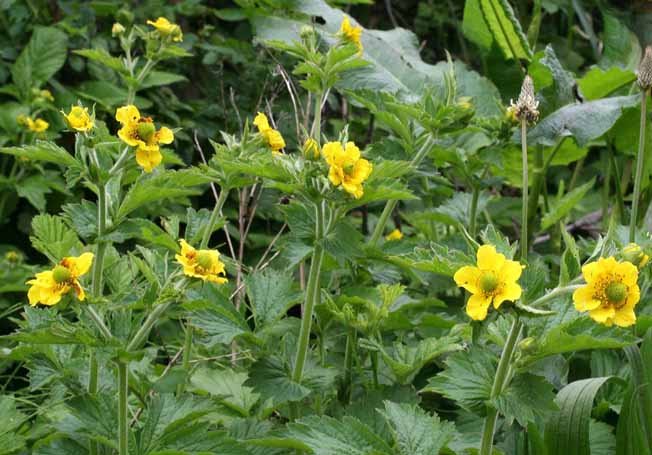 オオダイコンソウ