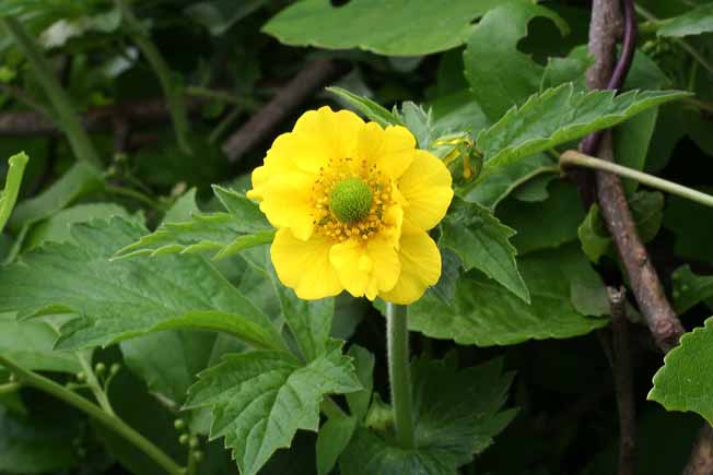 オオダイコンソウ