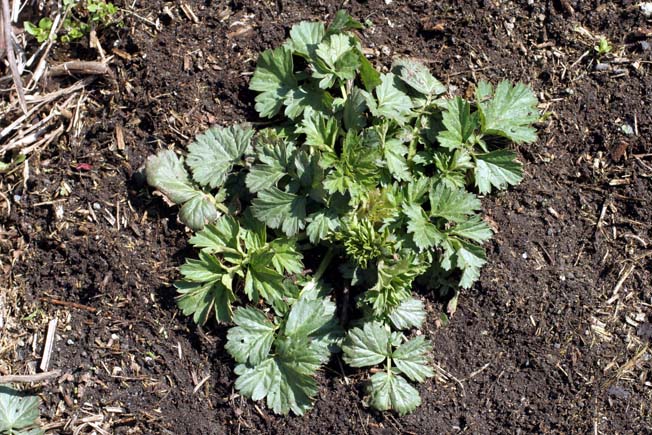 オオダイコンソウ