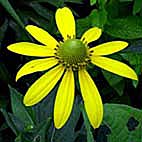 オオハンゴンソウ