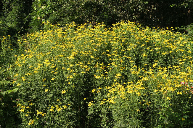 オオハンゴンソウ