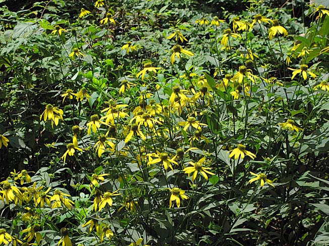 オオハンゴンソウ