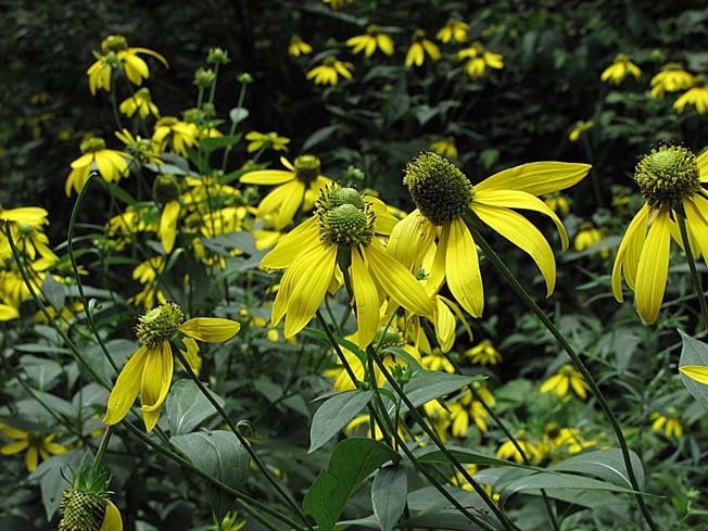 オオハンゴンソウ