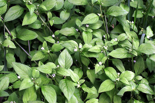 オオハシカグサ