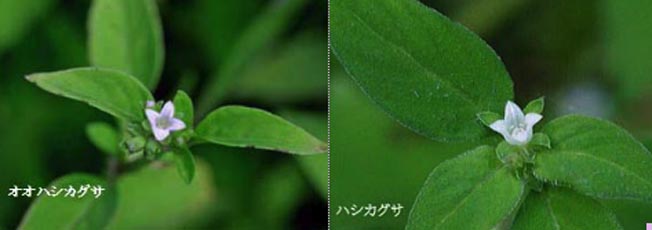 オオハシカグサ