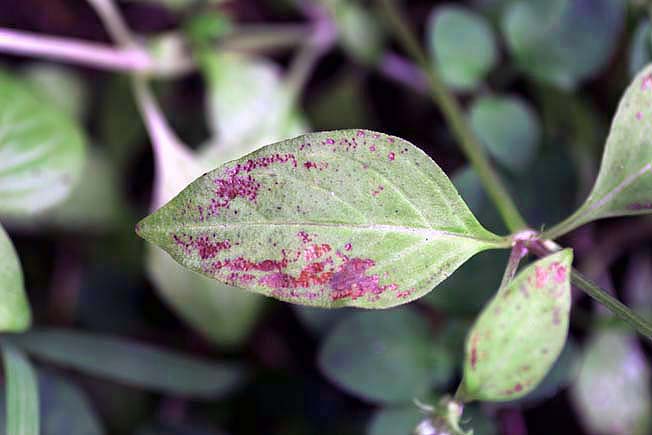 オオハシカグサ