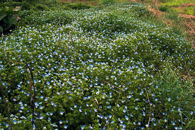 オオイヌノフグリ