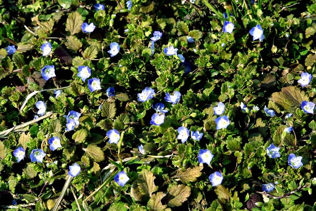 オオイヌノフグリ