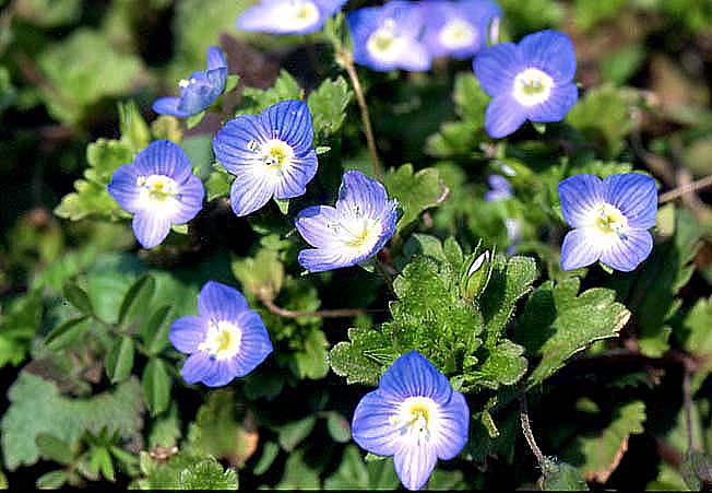 オオイヌノフグリ