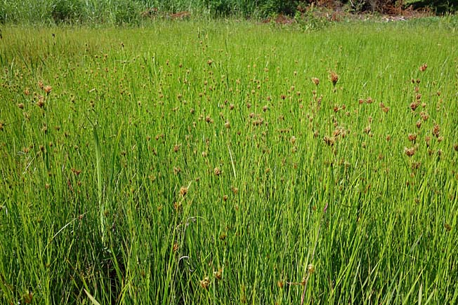 オオイヌノハナヒゲ