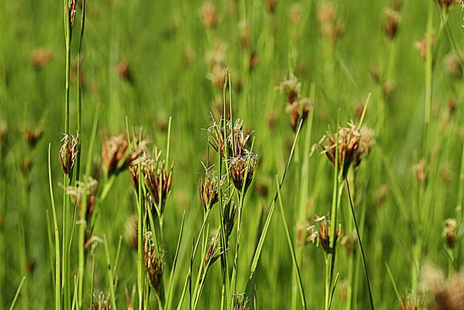 オオイヌノハナヒゲ