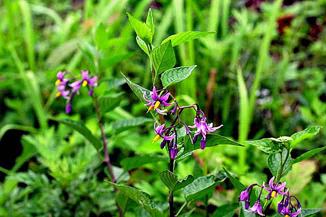 オオマルバノホロシ