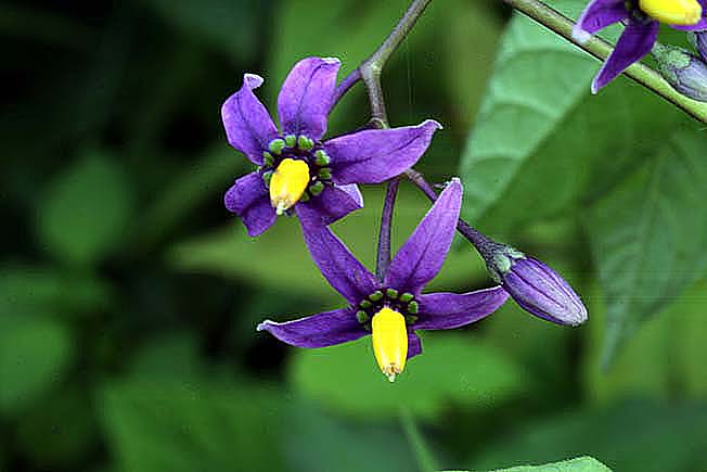 オオマルバノホロシ