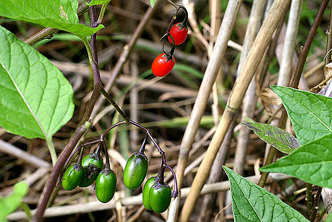 オオマルバノホロシ