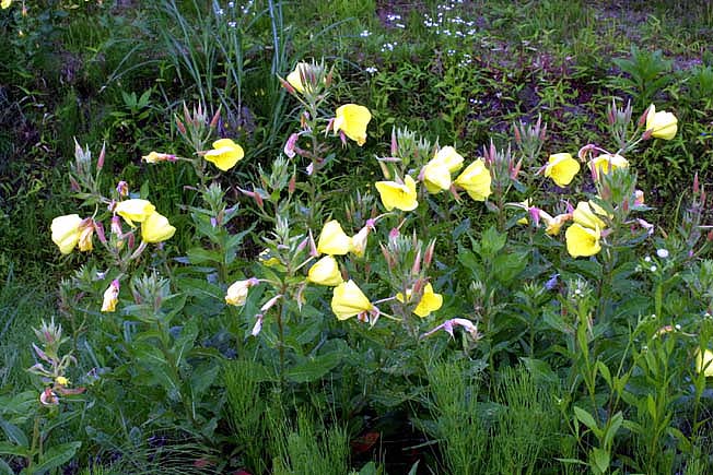 オオマツヨイグサ