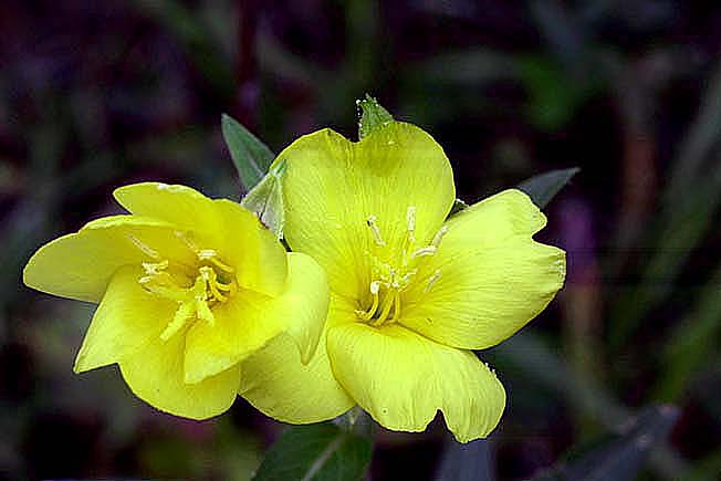 オオマツヨイグサ