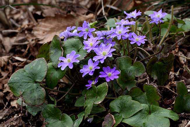 オオミスミソウ