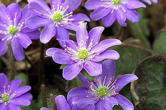 オオミスミソウ